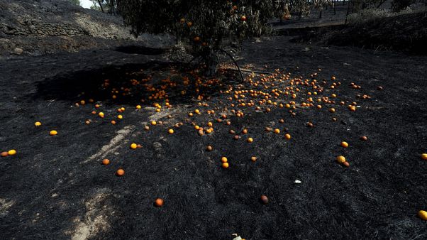 Portugal wildfire under control, firefighters remain on the ground Portugal wildfire under control, firefighters remain on the ground