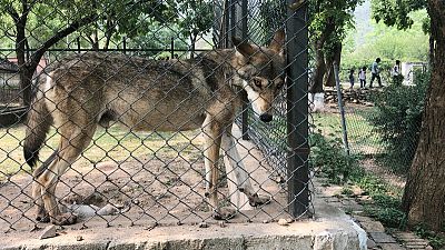 Skinny wolves, sick bear: Pakistan officials wrangle over zoo