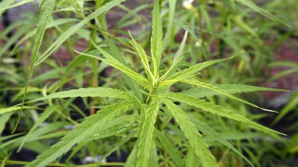 Cannabis light, 16 denunciati a Parma Cannabis light, 16 denunciati a Parma