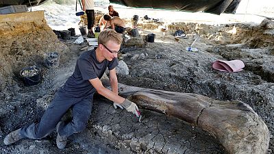 Giant dinosaur bone found in southwestern France