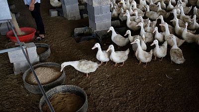 China's duck farmers cash in as disease slashes pork output China's duck farmers cash in as disease slashes pork output