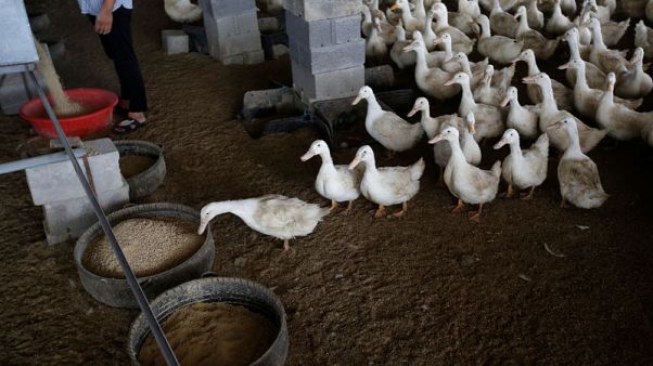 China's duck farmers cash in as disease slashes pork output China's duck farmers cash in as disease slashes pork output
