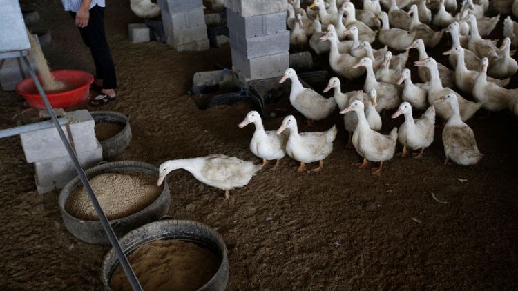 China's duck farmers cash in as disease slashes pork output