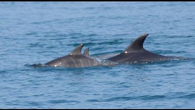 Altri 3 delfini spiaggiati in Toscana
