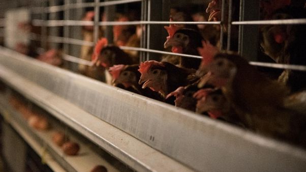 Rogo in allevamento,morte 72mila galline Rogo in allevamento,morte 72mila galline