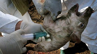 تفشي حمى الخنازير الأفريقية في مزرعة رابعة ببلغاريا