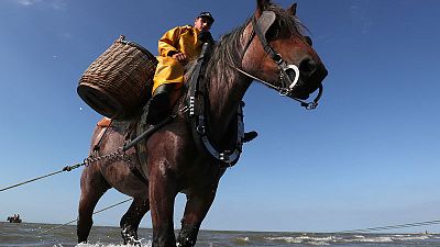 في بلجيكا الخيول تجر شبكات صيد الجمبري في تقليد لم يتغير منذ 600 عام