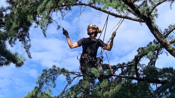 Alpinista-arboricoltore,una vita sospesa Alpinista-arboricoltore,una vita sospesa