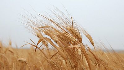 تجار: شركة الصوامع الأردنية تشتري 25 ألف طن من القمح في مناقصة