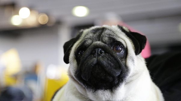 Dimentica cane nell'auto al sole, morto Dimentica cane nell'auto al sole, morto