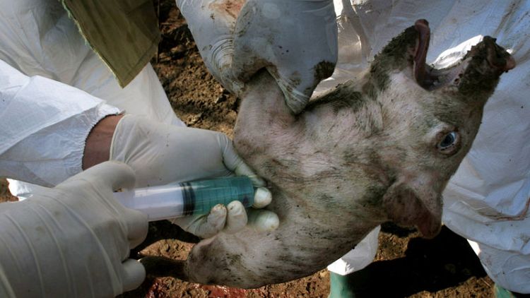 تفشي حمى الخنازير الأفريقية بمزرعة سادسة في بلغاريا