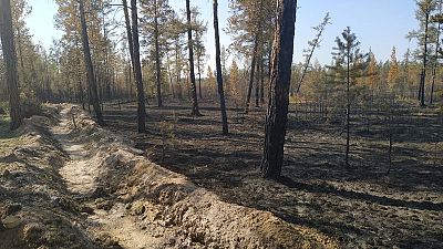 Russia says Siberian wildfires started on purpose by illegal loggers Russia says Siberian wildfires started on purpose by illegal loggers