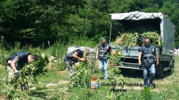 GdF Varese sequestra 7 quintali canapa GdF Varese sequestra 7 quintali canapa
