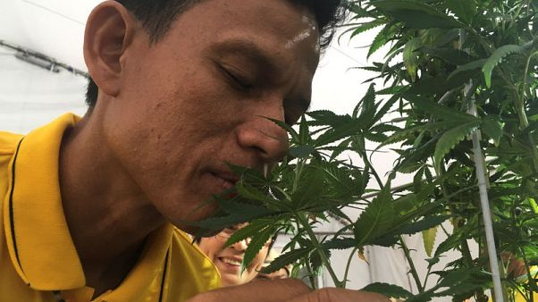 Thailand unveils first batch of medical marijuana for hospital distribution Thailand unveils first batch of medical marijuana for hospital distribution