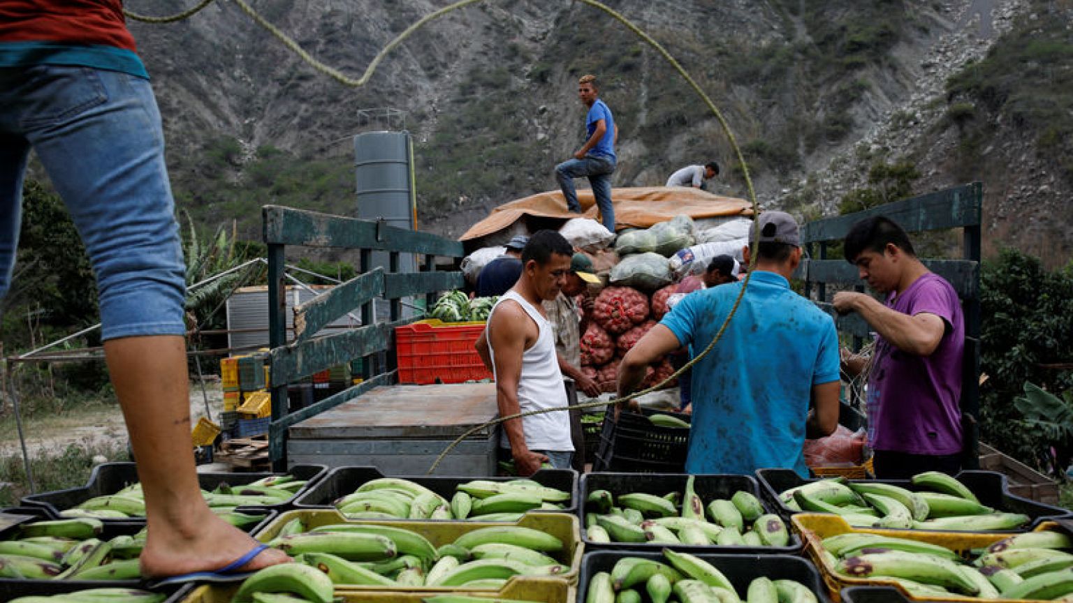 Amid rising hunger, Venezuela plantain crops threatened by fungus - agronomists