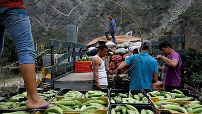 Amid rising hunger, Venezuela plantain crops threatened by fungus - agronomists