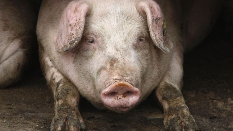 Spread of African swine fever in Bulgaria 'worrying' - EU Commission
