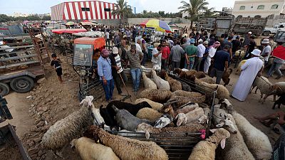 الأضحية .. أمنية عزيزة في غزة لضيق ذات اليد بسبب الحصار وخلاف مع إسرائيل الأضحية .. أمنية عزيزة في غزة لضيق ذات اليد بسبب الحصار وخلاف مع إسرائيل