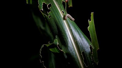 Crop invaders: China's small farmers struggle to defeat armyworm Crop invaders: China's small farmers struggle to defeat armyworm