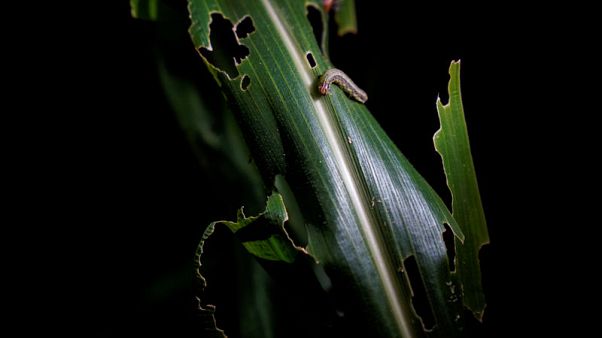 Crop invaders: China's small farmers struggle to defeat armyworm Crop invaders: China's small farmers struggle to defeat armyworm