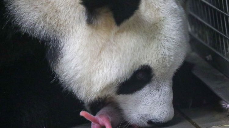Rare giant panda twins born at Belgian zoo