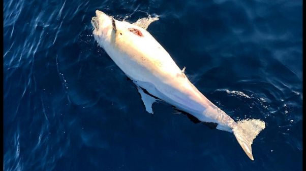 Avvistati due delfini morti in Toscana Avvistati due delfini morti in Toscana