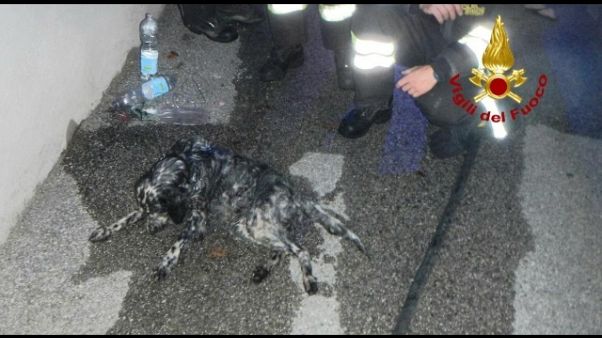 Vigili fuoco rianimano cane con ossigeno Vigili fuoco rianimano cane con ossigeno