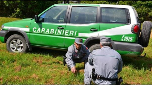 In camper con 9 cuccioli, denunciata In camper con 9 cuccioli, denunciata