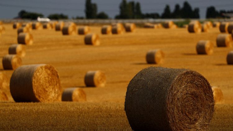 ألمانيا تسعى لأسواق جديدة لتصدير القمح بعد انفتاح السعودية على روسيا