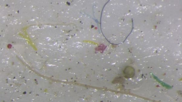 'Punch in the gut' as scientists find micro plastic in Arctic ice 'Punch in the gut' as scientists find micro plastic in Arctic ice