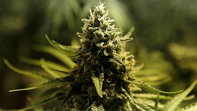 Mexico's top court demands regulation on medical marijuana after long delays Mexico's top court demands regulation on medical marijuana after long delays