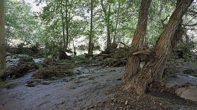 Tempesta Vaia, riciclati tronchi caduti Tempesta Vaia, riciclati tronchi caduti