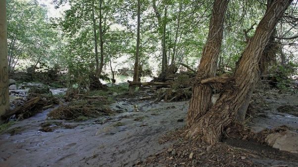Tempesta Vaia, riciclati tronchi caduti Tempesta Vaia, riciclati tronchi caduti