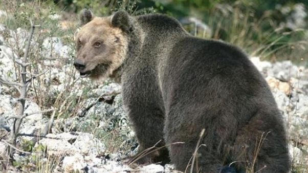 Orso M49 si sposta verso l'Alto Adige Orso M49 si sposta verso l'Alto Adige