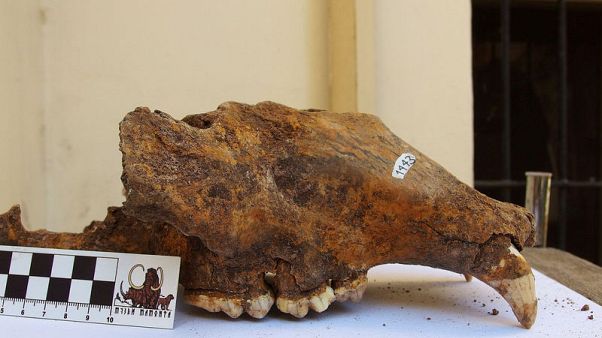 Genetic study implicates humans in demise of prehistoric cave bear Genetic study implicates humans in demise of prehistoric cave bear
