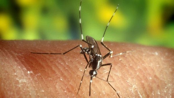 Febbre del Dengue nel Bresciano Febbre del Dengue nel Bresciano