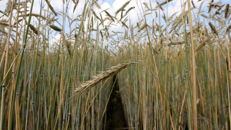 مصر تشتري 295 ألف طن من القمح الروسي والأوكراني في مناقصة دولية