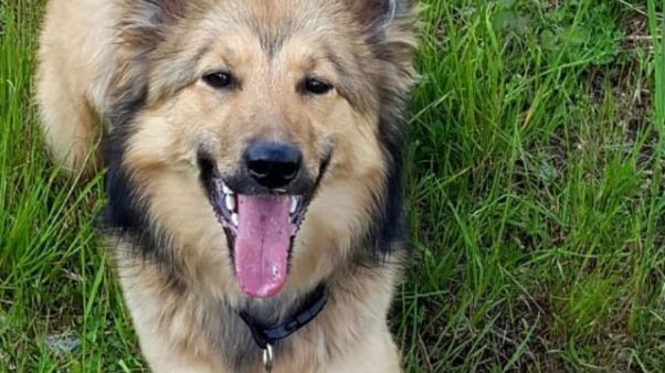 A cani Vvf Ponte Genova premio Fedeltà A cani Vvf Ponte Genova premio Fedeltà