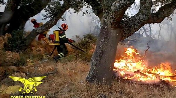 Dolosi roghi nel Cagliaritano e Nuorese Dolosi roghi nel Cagliaritano e Nuorese