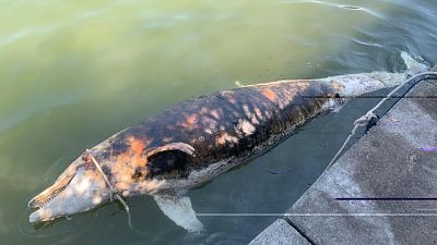 Altro delfino morto in Toscana,è il 41/o