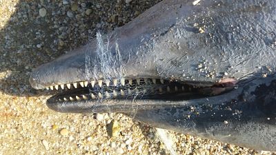 Muore delfino, ha ingoiato rete da pesca Muore delfino, ha ingoiato rete da pesca