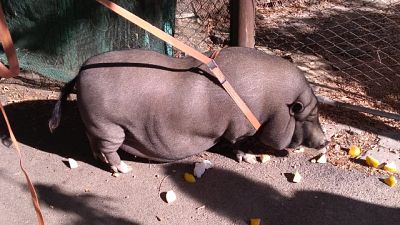 Catturato maiale thailandese a Firenze Catturato maiale thailandese a Firenze
