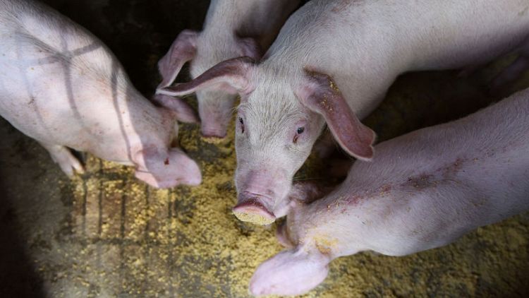 China pig farmer profits soar after disease wipes out third of herd, boosts prices