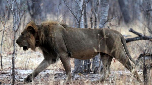 Conservationists push at CITES conference to ban trophy hunting Conservationists push at CITES conference to ban trophy hunting