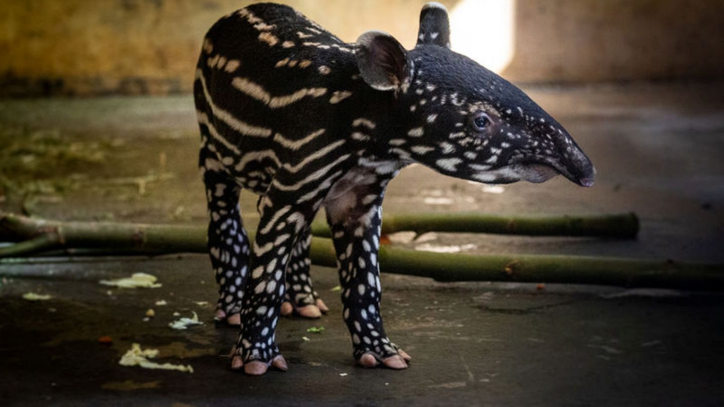 Good things come in threes! Tapir gives birth to third baby at Belgian zoo  | Euronews