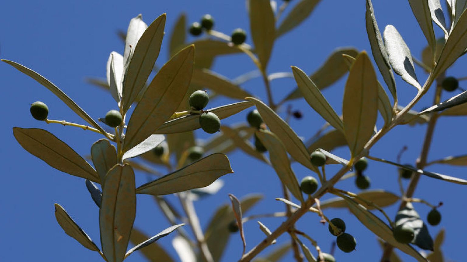 U.S. lawmakers say tariffs on EU olive oil pit Trump trade policy against demand