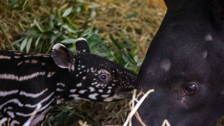 أنثى تابير تضع مولودها الثالث في حديقة حيوان ببلجيكا