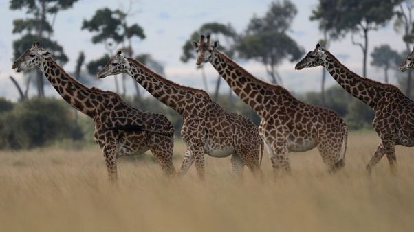 Trade in giraffes to be regulated for first time - CITES Trade in giraffes to be regulated for first time - CITES