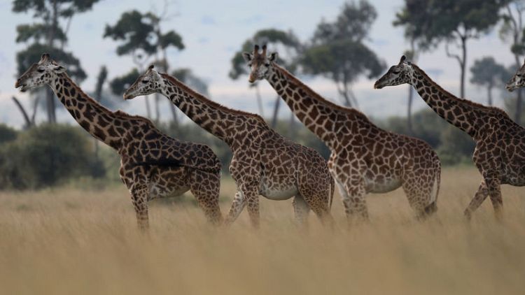Trade in giraffes to be regulated for first time - CITES