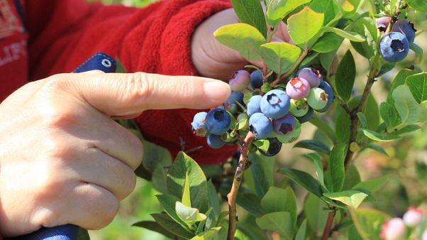 EU set to halt imports of Canadian cherries, other fruits - document EU set to halt imports of Canadian cherries, other fruits - document